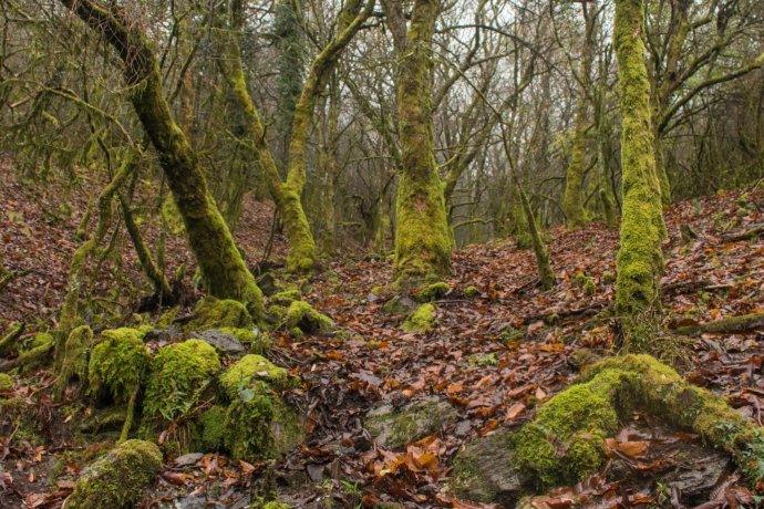 Bosques do Catarredor